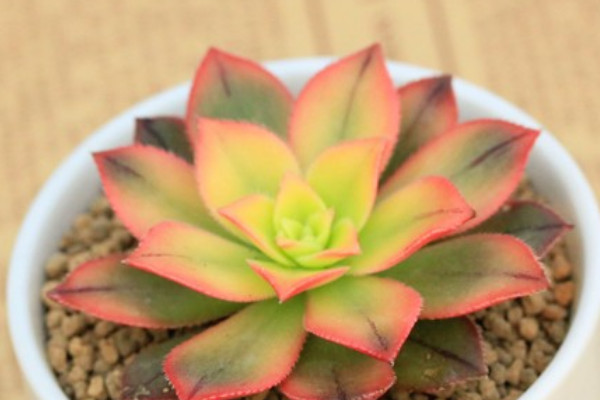 艷日輝長(zhǎng)氣根怎么辦