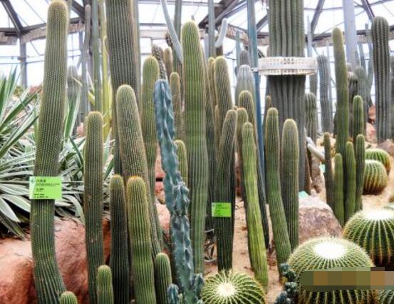 仙人掌的蟲害防治大全，三種蟲害以及解決辦法