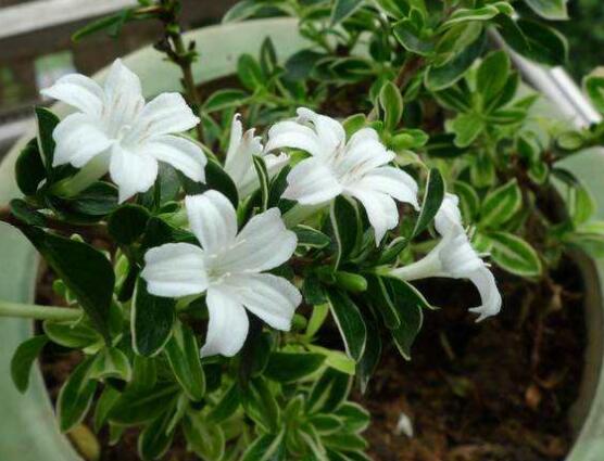 六月雪不發(fā)芽怎么辦，教你三種最直觀解決辦法