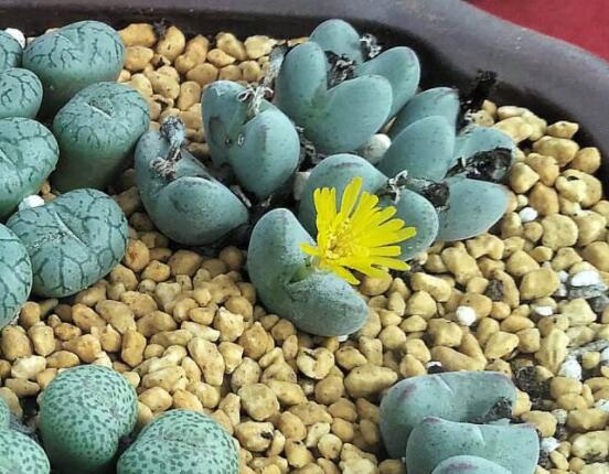 生石花家庭養(yǎng)護(hù)，老農(nóng)總結(jié)最實(shí)用五大要點(diǎn)