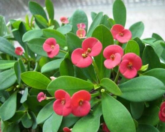 大葉虎刺梅怎么養(yǎng)，保證足量光照/溫暖濕潤環(huán)境