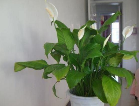 一帆風(fēng)順用什么花盆好，排水透氣、價(jià)格便宜素?zé)? src="/nongchan/d/file/20201223/hy3sscinffv.jpg" style="width: 557px; height: 359px;" / data-NTQT="4JtWTd"></p>
<p data-K198="KZDpYe">
	<strong data-az5K="8u11OH">1、</strong>一帆風(fēng)順用什么花盆好?我們?cè)谶x用花盆應(yīng)該要考慮花盆的大小、質(zhì)地、價(jià)格和色彩。這樣對(duì)于植株生長(zhǎng)起到十分有利的作用。</p>
<p data-n1jg="TUSczP">
	<img alt=