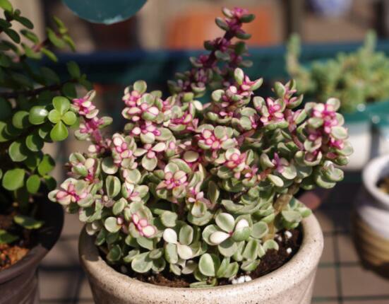 雅樂之舞怎么養(yǎng)能開花，只需要五個步驟花開爆盆