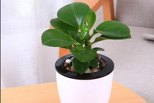 碧玉根部發(fā)黑怎么處理，立即清除并換土養(yǎng)殖