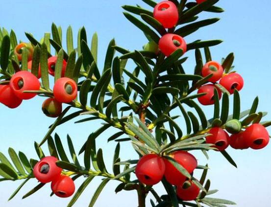 紅豆杉的養(yǎng)殖方法和注意事項，七大基本方法養(yǎng)殖郁郁蔥蔥