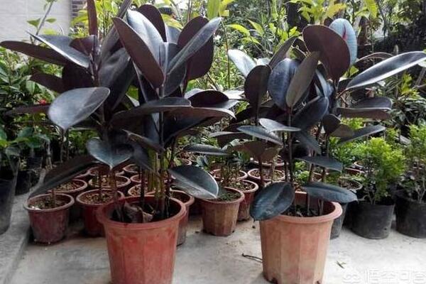 橡皮樹的養(yǎng)殖方法，保證植株生長的5大要點