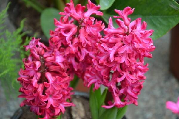 風(fēng)信子的花語和寓意