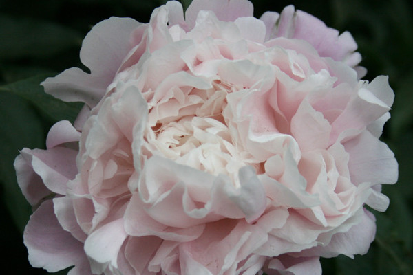 芍藥花什么時(shí)候施肥