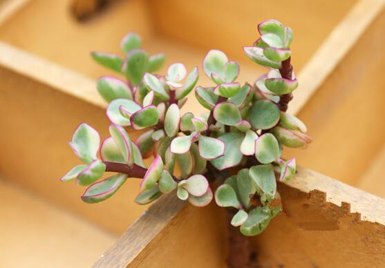 雅樂之舞怎么澆水，做到澆則澆透原則/忌積水