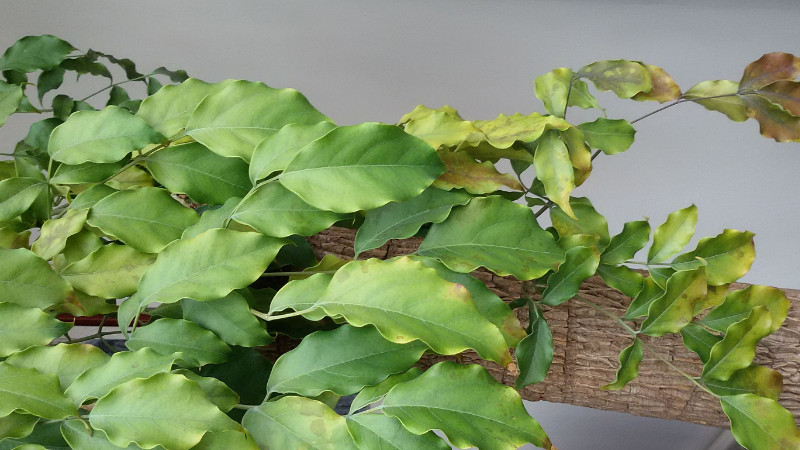 幸福樹的養(yǎng)護方法，注意選擇合適的土壤