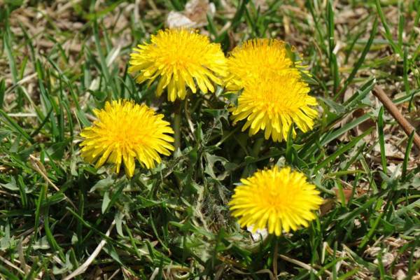 如何種植蒲公英，可以通過(guò)以下4步來(lái)進(jìn)行