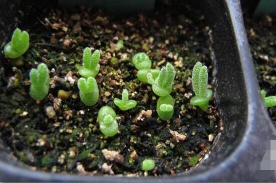 碧光環(huán)爛根怎么辦，兩種爛根防治方法/及時(shí)脫盆修剪消毒