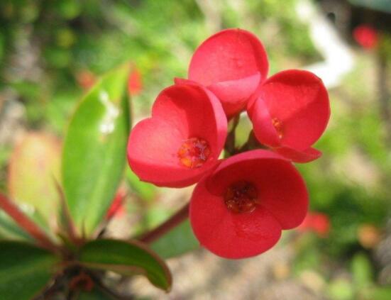 虎刺梅擺放風(fēng)水，陽臺與庭院風(fēng)水寓意最好(避兇化煞)