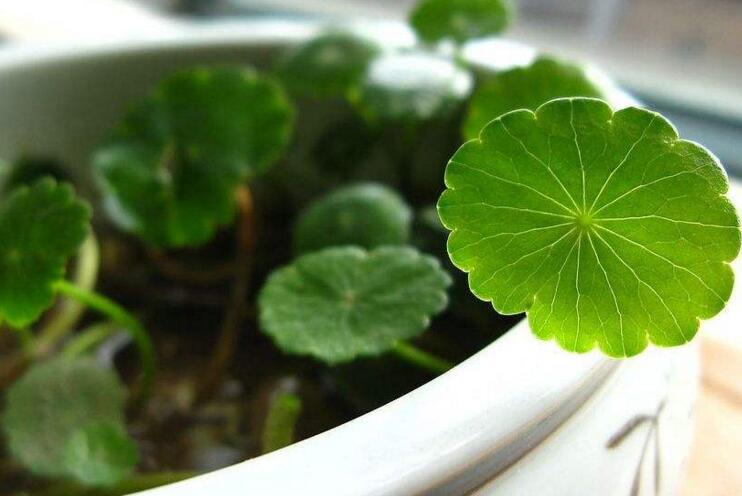 水養(yǎng)銅錢草的養(yǎng)殖方法，施加肥料是關(guān)鍵