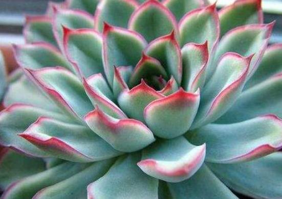 寶石花的花語是什么，代表著一種永不凋謝的愛、大富大貴