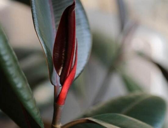 橡皮樹掉葉子還會長嗎，只要不死就會繼續(xù)生長(做好養(yǎng)護(hù)管理)