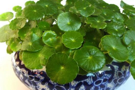 銅錢草爛根是什么原因，銅錢草爛根了怎么辦