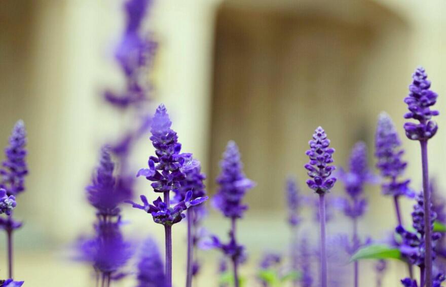 藍色薰衣草花語，一對戀人之間的心心相印