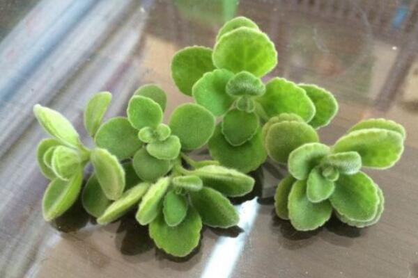 碰碰香可以水培嗎，可以水培并且日常管理更加簡單