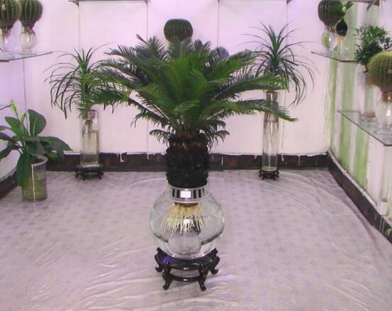 鐵樹可以水培嗎，鐵樹水培方法