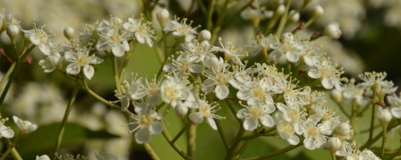 石楠花花語(yǔ)