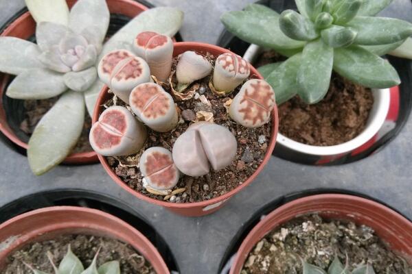 生石花夏天皺皺的怎么辦，可能是光照過(guò)強(qiáng)導(dǎo)致