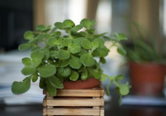 碰碰香為什么一碰就香，其原理主要為葉枕澎壓作用