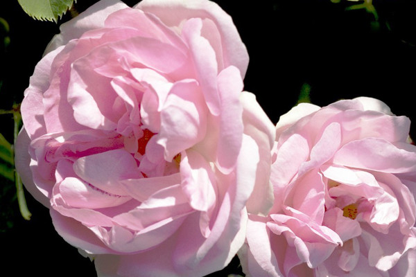 薔薇花會結(jié)果嗎