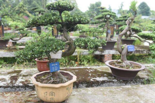 羅漢松的養(yǎng)殖方法，以下6步是關(guān)鍵