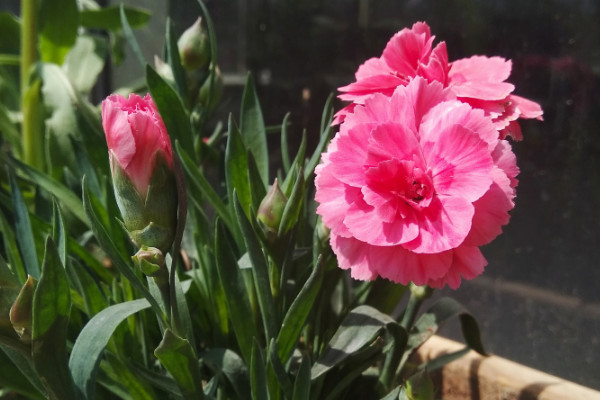 康乃馨怎么養(yǎng)時(shí)間比較久