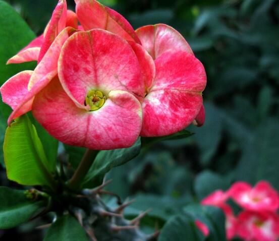 虎刺梅致癌嗎，長(zhǎng)期接觸導(dǎo)致人們身體細(xì)胞癌變