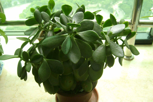 玉樹(shù)適合深盆還是淺盆