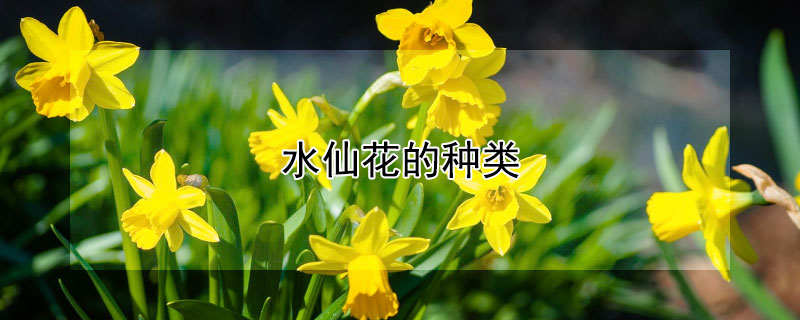 水仙花的種類(lèi)