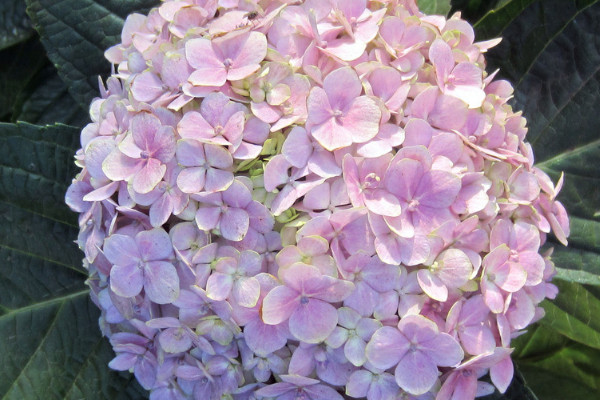 繡球花冬天怎么養(yǎng)