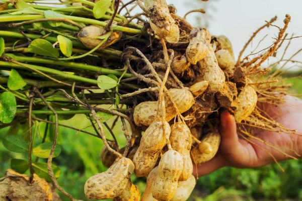 花生什么時候收獲