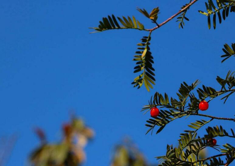 家里養(yǎng)紅豆杉樹好嗎，好/放在家中的這幾個方位上最好