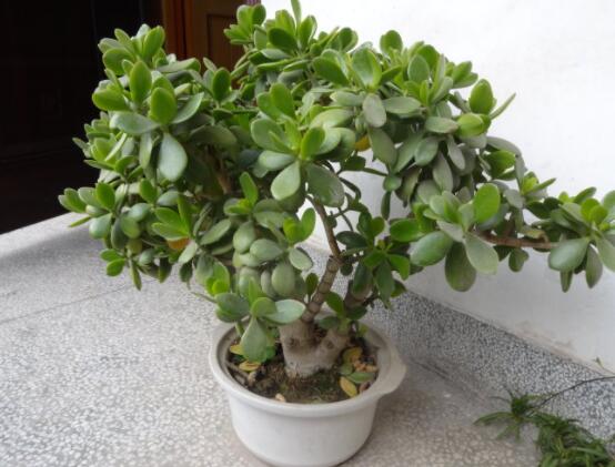 燕子掌葉片發(fā)軟怎么辦，多半是澆水和盆土不當(dāng)導(dǎo)致