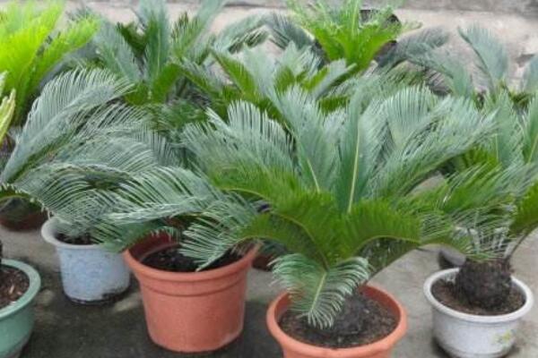 剛弄的無(wú)根鐵樹(shù)怎么栽