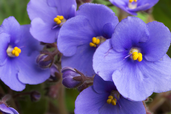 紫羅蘭花長(zhǎng)出來(lái)的豆角有毒嗎