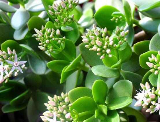 玉樹花盆景圖片大全，每個(gè)盆景都玉樹臨風(fēng)、多姿多彩