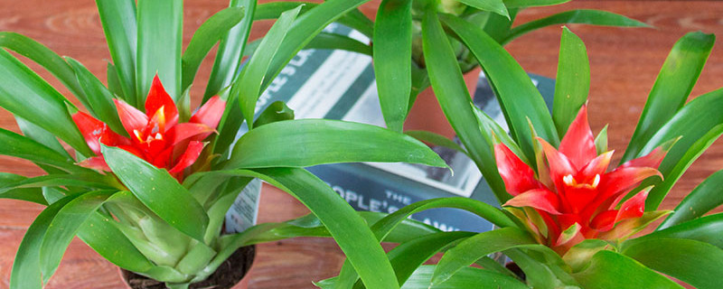 鴻運當頭花水養(yǎng)好還是土養(yǎng)好