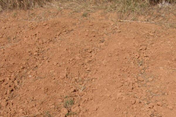 桃花用什么土栽培，使用輕壤土進(jìn)行養(yǎng)護(hù)