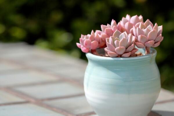 寶石花為什么非常耐旱，因?yàn)樗娜~子能夠蓄水