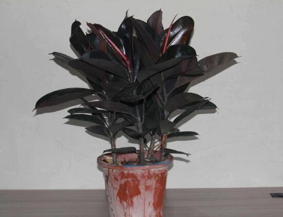 橡皮樹的擺放位置，教你四個擺放好地方(客廳/大廳/書房/辦公室)