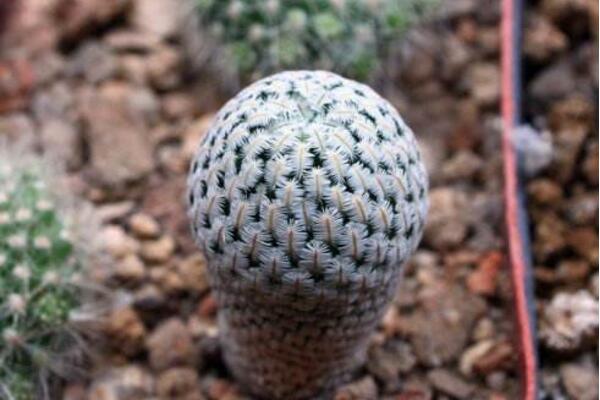 最名貴的仙人球，長(zhǎng)相都非常奇特