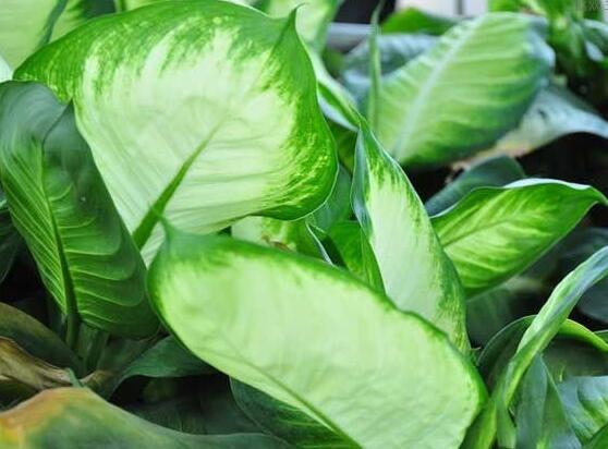 萬年青的象征意義，象征著健康長壽，福如東海