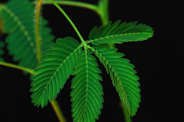 含羞草摸了掉頭發(fā)嗎，長(zhǎng)期接觸會(huì)引起脫發(fā)