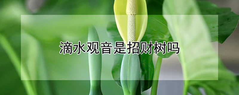 滴水觀音是招財(cái)樹(shù)嗎