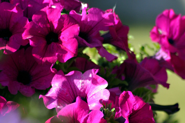 紫羅蘭花能長多大