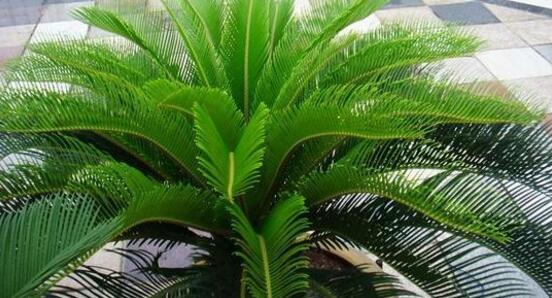 鐵樹的功效與作用，鐵樹全身皆為寶